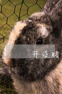 开设赌场取保一年判实刑三年 开设赌场取保一年判实刑三年