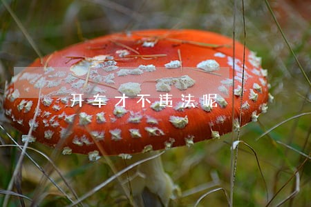 开车才不违法呢