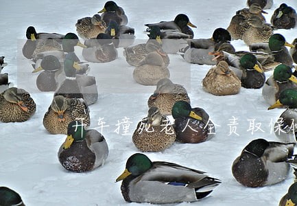 开车撞死老人全责取保候审 开车撞死老人全责取保候审