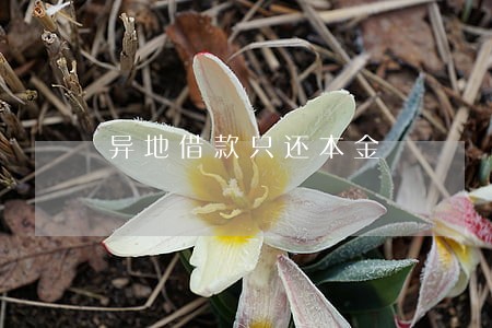 异地借款只还本金 异地借款只还本金