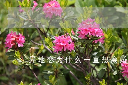 异地恋为什么一直想离婚 异地恋为什么一直想离婚