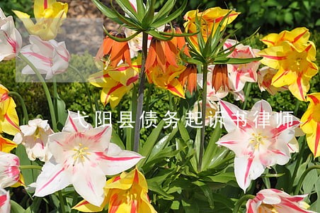弋阳县债务起诉书律师
