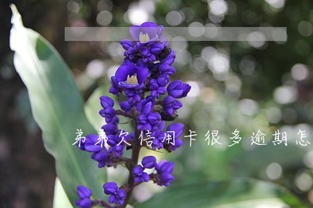 弟弟欠信用卡很多逾期怎么办 弟弟欠信用卡很多逾期怎么办