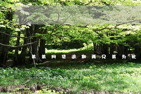 弟弟网贷逾期两兄弟为此大打出手