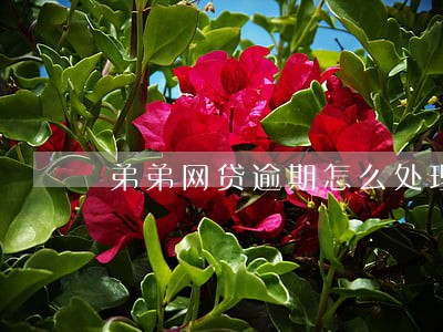 弟弟网贷逾期怎么处理 弟弟网贷逾期怎么处理