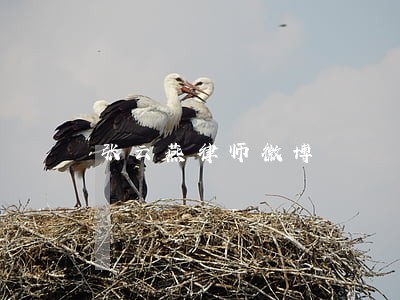 张云燕律师微博