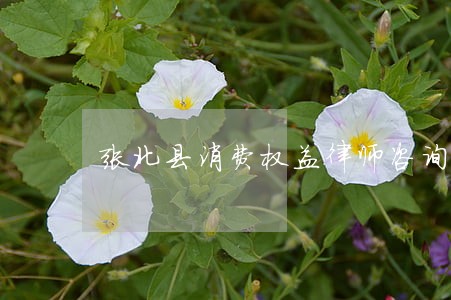 张北县消费权益律师咨询电话 张北县消费权益律师咨询电话