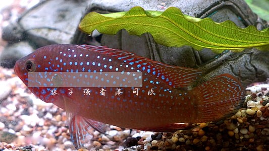 张子强香港司法 张子强香港司法