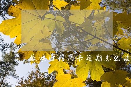 张家口信用卡逾期怎么谈分期还款
