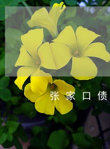 张家口债权债务律师咨询热线 张家口债权债务律师咨询热线
