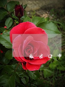 张家口市处理债务律师哪个强 张家口市处理债务律师哪个强