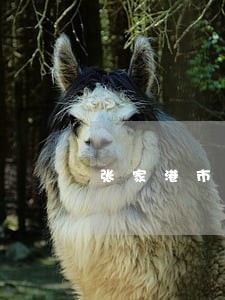 张家港市债务纠纷律师 张家港市债务纠纷律师
