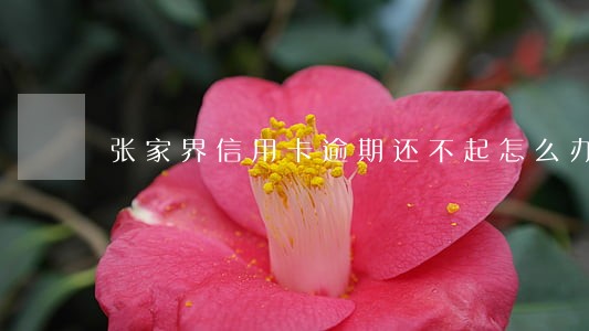张家界信用卡逾期还不起怎么办 张家界信用卡逾期还不起怎么办