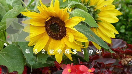 张尽安律师解答了你好