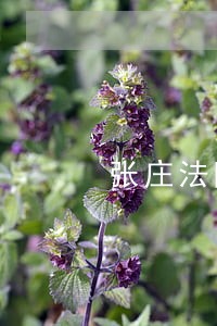 张庄法院电话 张庄法院电话