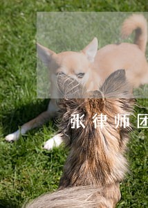 张律师团队提供在线法律服务 张律师团队提供在线法律服务
