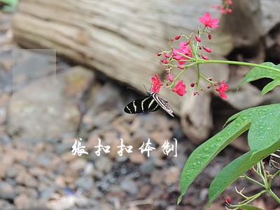 张扣扣体制 张扣扣体制