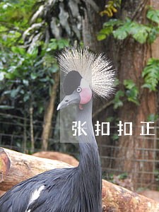 张扣扣正义 张扣扣正义