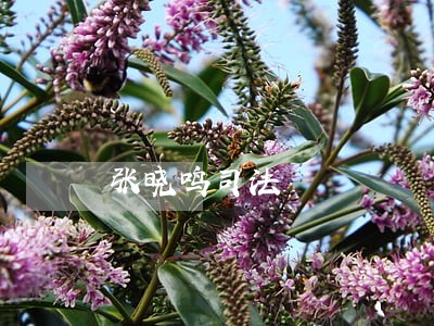 张晓鸣司法