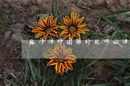 张沙律师团队行政诉讼律师 张沙律师团队行政诉讼律师