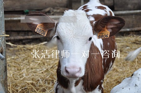 张洁律师一对一咨询 张洁律师一对一咨询