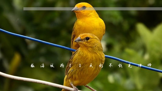 张海被拘20天仍不能见律师 张海被拘20天仍不能见律师