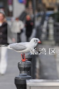 张湾区金融证券在线律师 张湾区金融证券在线律师