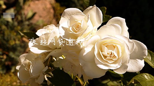 张超网贷逾期