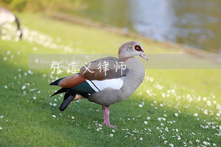 张道义律师