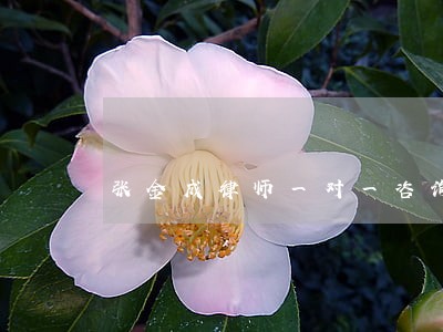 张金成律师一对一咨询 张金成律师一对一咨询