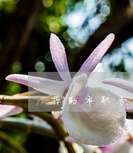 弥勒市职务犯罪在线律师 弥勒市职务犯罪在线律师