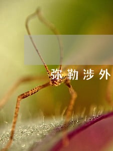 弥勒涉外贸易律师 弥勒涉外贸易律师