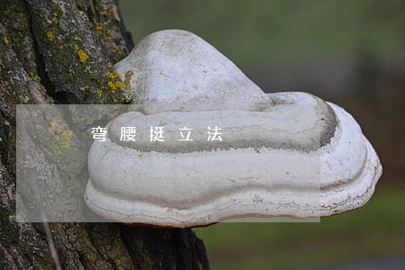 弯腰挺立法 弯腰挺立法