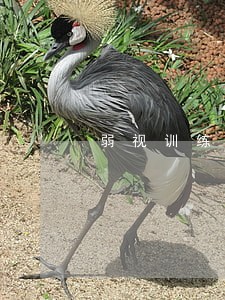弱视训练室律法规 弱视训练室律法规