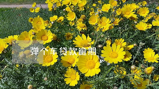 弹个车贷款逾期 弹个车贷款逾期