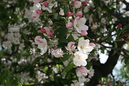 弹弓枪违法吗极击 弹弓枪违法吗极击