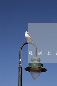强制上岸可以只还本金吗 强制上岸可以只还本金吗