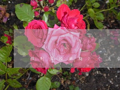 强制保险逾期7个月会罚款吗 强制保险逾期7个月会罚款吗