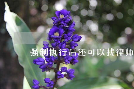 强制执行后还可以找律师吗 强制执行后还可以找律师吗