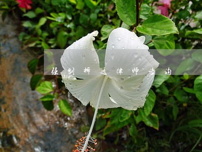 强制拆迁律师咨询 强制拆迁律师咨询