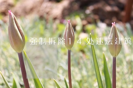 强制拆除14处违法建筑 强制拆除14处违法建筑