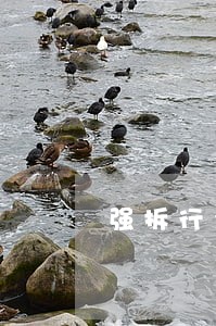 强拆行为违法的代理词 强拆行为违法的代理词
