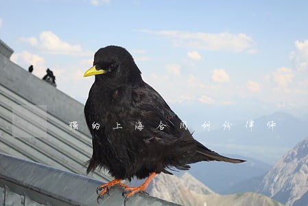 强的上海合同纠纷律师 强的上海合同纠纷律师