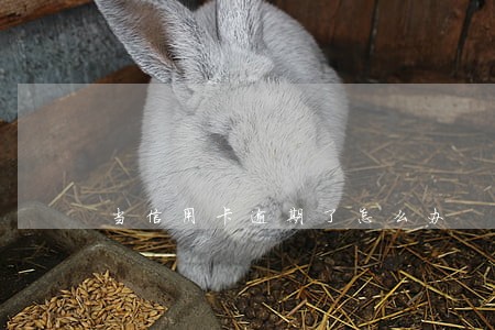 当信用卡逾期了怎么办 当信用卡逾期了怎么办