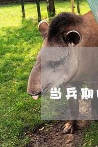 当兵期间信用卡出现逾期 当兵期间信用卡出现逾期