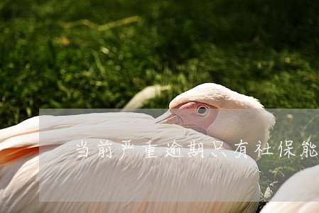 当前严重逾期只有社保能贷款吗 当前严重逾期只有社保能贷款吗
