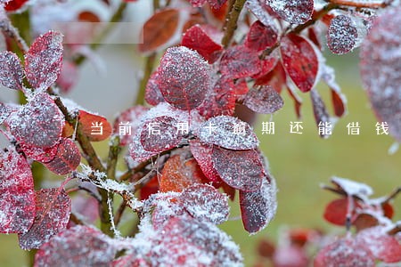 当前信用卡逾期还能借钱吗 当前信用卡逾期还能借钱吗