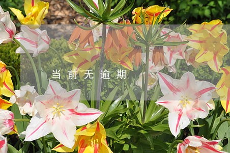 当前无逾期 当前无逾期