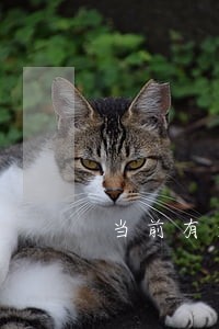 当前有逾期信用卡审核能通过吗