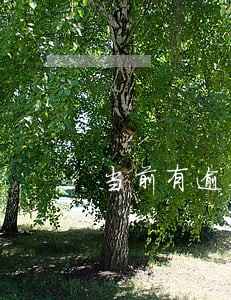 当前有逾期能下款的网贷 当前有逾期能下款的网贷